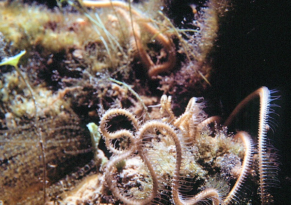 Brittle starfish | a brittle starfish in the undersea garden in neutrals | underwater photography | underwater world | underwater life | coral reef | reef life | salt life
