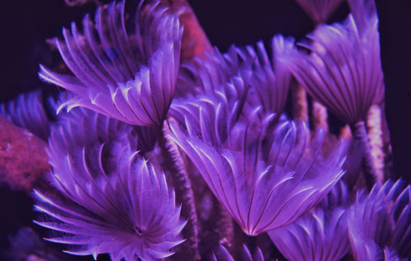 Feather Dusters in Purple | underwater | underwater life | underwater photography | underwater world | undersea | undersea life | undersea world | florida keys | florida keys life | nature | nature photography | uw photography | diving photography | scuba diving photos | scuba diving magazine | diving magazine | coral | coral reef | diver |