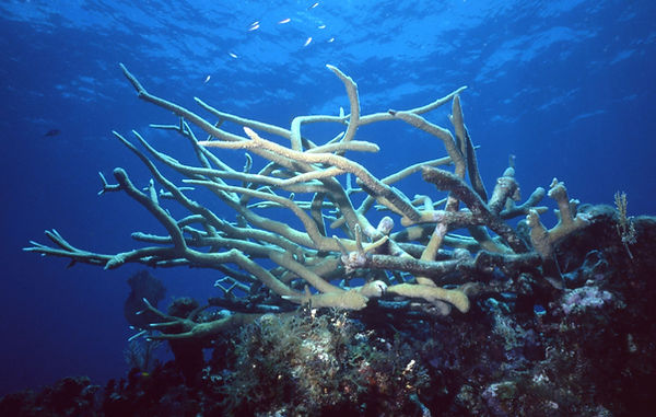 Staghorn Coral Still Life | underwater | underwater life | underwater photography | underwater world | undersea | undersea life | undersea world | florida keys | florida keys life | nature | nature photography | uw photography | diving photography | scuba diving photos | scuba diving magazine | diving magazine | coral | coral reef | diver |