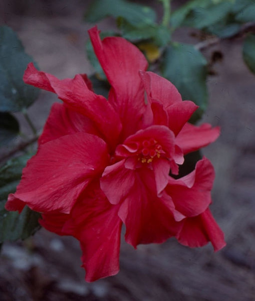 Seeing Red| Red hibiscus |flowers |nature