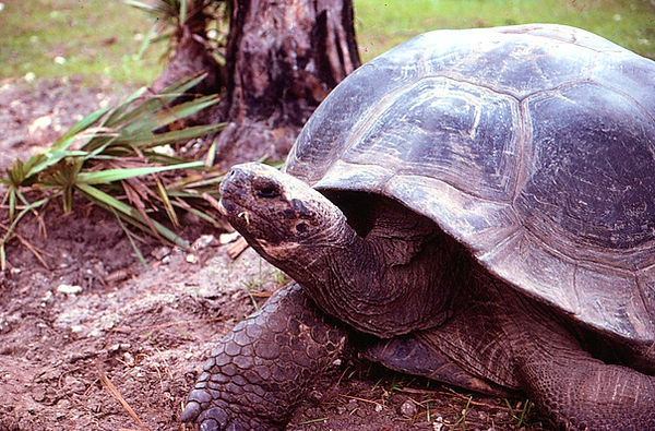 Tortoise Life| tortoise enjoying some grass |zoovisit|zoo|tortoise