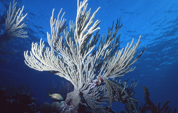 | underwater | underwater life | underwater photography | underwater world | undersea | undersea life | undersea world | florida keys | florida keys life | nature | nature photography | uw photography | diving photography | scuba diving photos | scuba diving magazine | diving magazine | coral | coral reef | diver | soft coral | sea whip