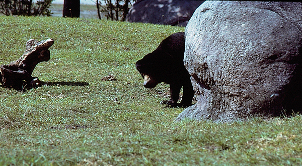 Bear Hiding?| black bear peaking from behind a big rock |zoovisit|zoo|bear