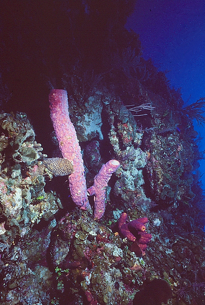 Tube sponge on the Reef | pinky purply tube sponge on the coral reef | underwater photography | underwater world | underwater life | underwater life | reef life | salt life | tube sponges