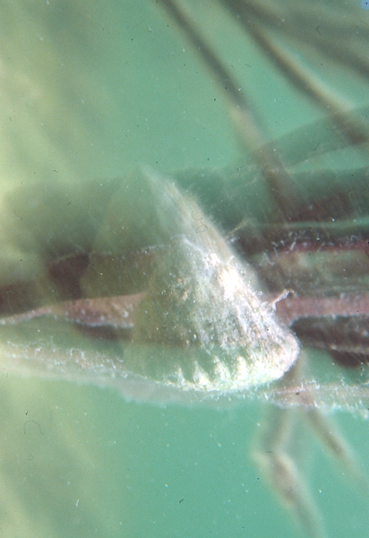 Doubly Exposed? | a double image of a fish that is ghostlike | underwater photography | underwater world | underwater life | ghost images | reef life | salt life