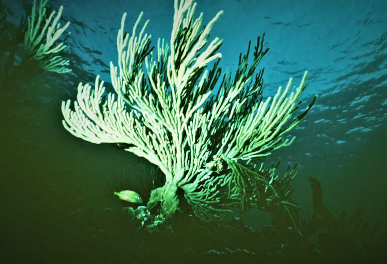 | underwater | underwater life | underwater photography | underwater world | undersea | undersea life | undersea world | florida keys | florida keys life | nature | nature photography | uw photography | diving photography | scuba diving photos | scuba diving magazine | diving magazine | Coral Reef