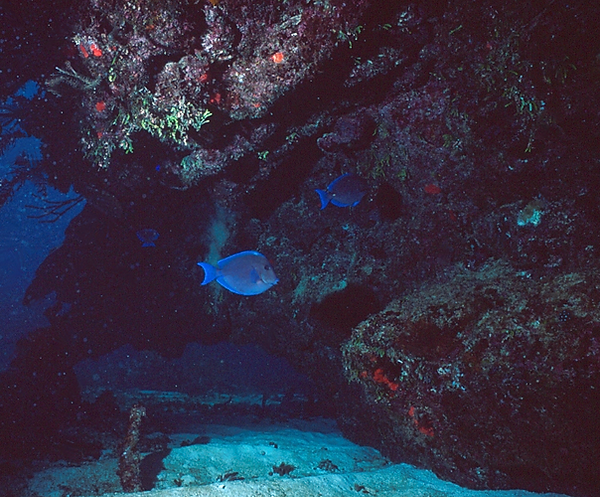 Under the Ledge | parrotfish under the coral ledge in the Florida Keys | underwater photography | underwater life | underwater world | reef life | salt life