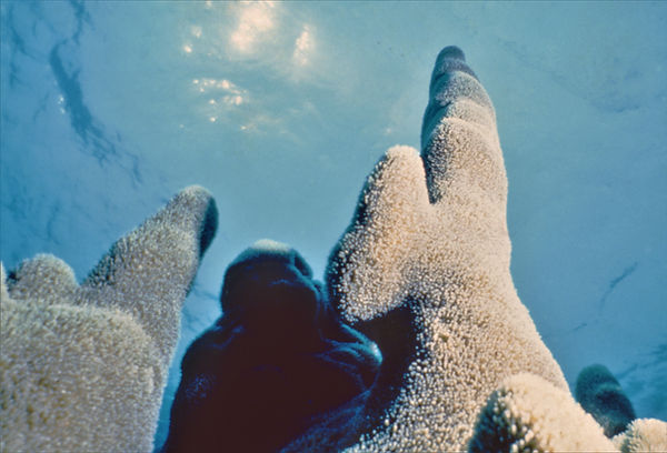 Towers of Coral | underwater | underwater life | underwater photography | underwater world | undersea | undersea life | undersea world | florida keys | florida keys life | nature | nature photography | uw photography | diving photography | scuba diving photos | scuba diving magazine | diving magazine | coral | coral reef | diver |