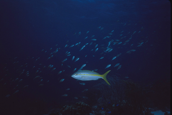 Pop of Color | yellowtail taking center stage and lending of pop of color against the blue sea| underwater | underwater life | underwater photography | underwater world | undersea | undersea life | undersea world | florida keys | florida keys life | nature | nature photography | uw photography | diving photography | scuba diving photos | scuba diving magazine | diving magazine | coral | coral reef | diver |