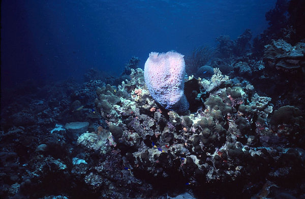 Sponge Centerfold| pink sponge on the coral reef| underwater photography | nature