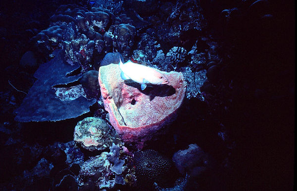 Bird's-eye View| a bird's eye view of the inside of a barrel sponge with a grouper swimming by casting a shadow | underwater photography | underwater world | barrel sponge | grouper