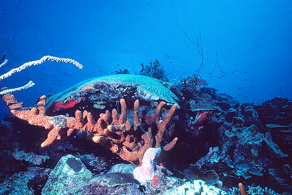 Beautiful | a shot of the coral reef with its beautiful pops of color | underwater photography | underwater world | underwater life | coral reef | reef life | salt life