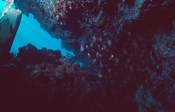 A Way Out | photo of the coral reef with a blue triangle-shaped window | underwater photography | underwater world | underwater life | coral reef | reef life | salt life