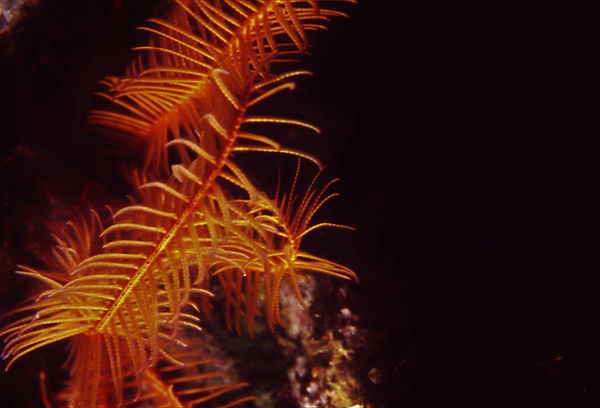 | underwater | underwater life | underwater photography | underwater world | undersea | undersea life | undersea world | florida keys | florida keys life | nature | nature photography | uw photography | diving photography | scuba diving photos | scuba diving magazine | diving magazine | coral | coral reef |diver | basket star