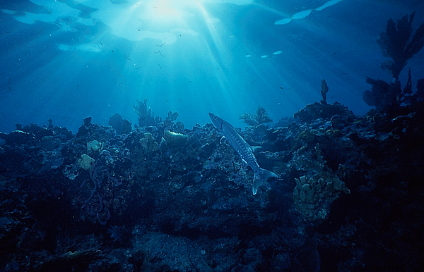 I see the light | a barracuda worshipping the sun and soaking in its rays on the reef | underwater photography | underwater world | reef life |sunrays