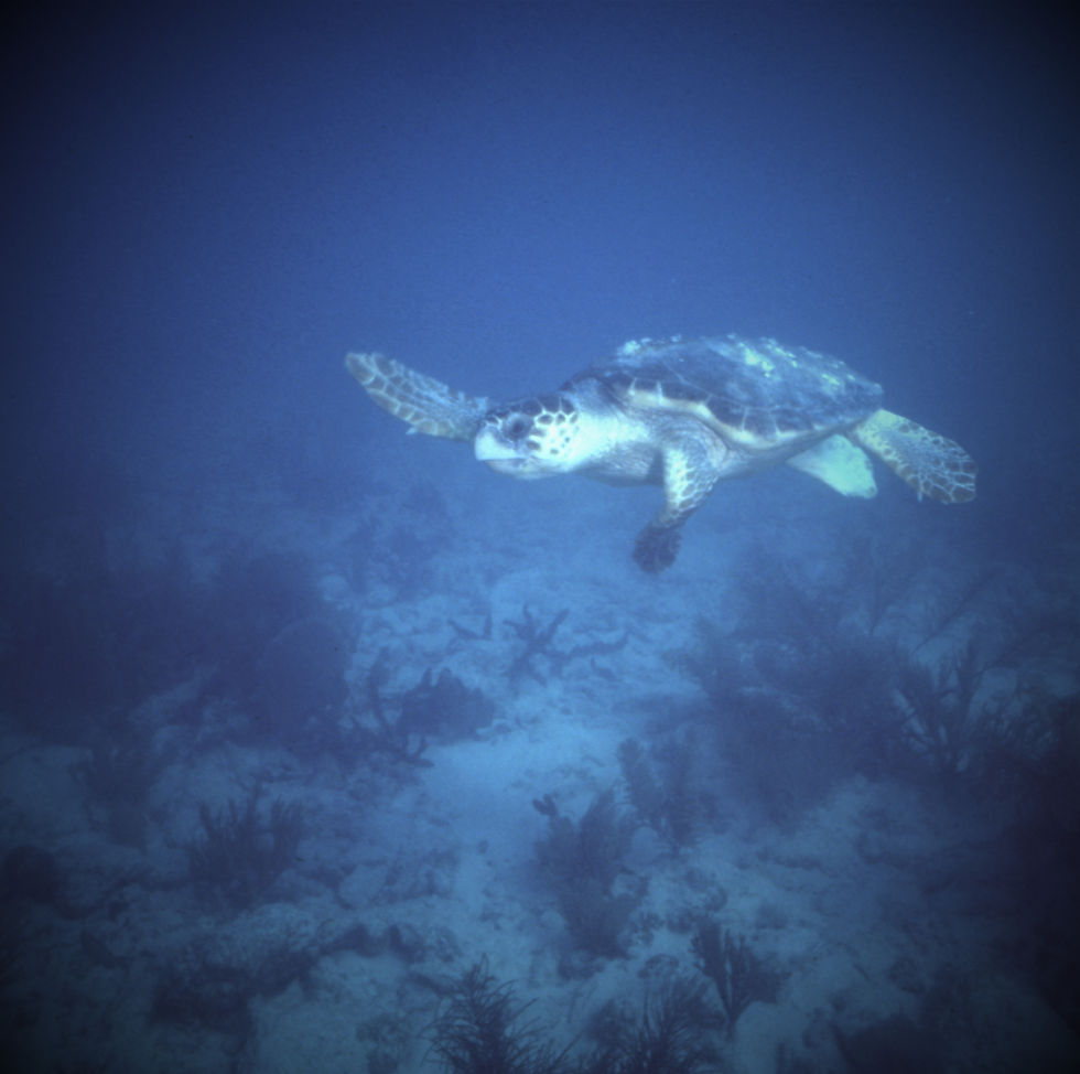 | underwater | underwater life | underwater photography | underwater world | undersea | undersea life | undersea world | florida keys | florida keys life | nature | nature photography | uw photography | diving photography | scuba diving photos | scuba diving magazine | diving magazine |sea turtle