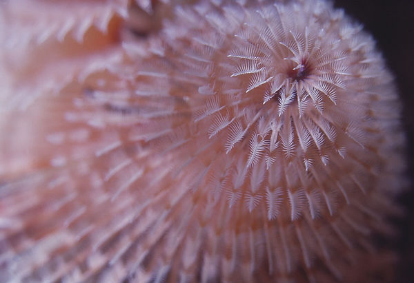O Christmas tree Revisited |Christmas tree worm closeup in soft coral colors with black background| underwater | underwater life | underwater photography | underwater world | undersea | undersea life | undersea world | florida keys | florida keys life | nature | nature photography | uw photography | diving photography | scuba diving photos | scuba diving magazine | diving magazine | coral | coral reef | diver |