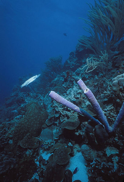 Beauty Surrounds Us | coral reef with barracuda and purple tube sponges| underwater | underwater life | underwater photography | underwater world | undersea | undersea life | undersea world | florida keys | florida keys life | nature | nature photography | uw photography | diving photography | scuba diving photos | scuba diving magazine | diving magazine | coral | coral reef | diver |