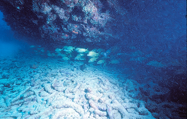 Commute | a school of fish commuting to the next reef | underwater photography | underwater world | underwater life | fish school | coral reef | reef life | salt life