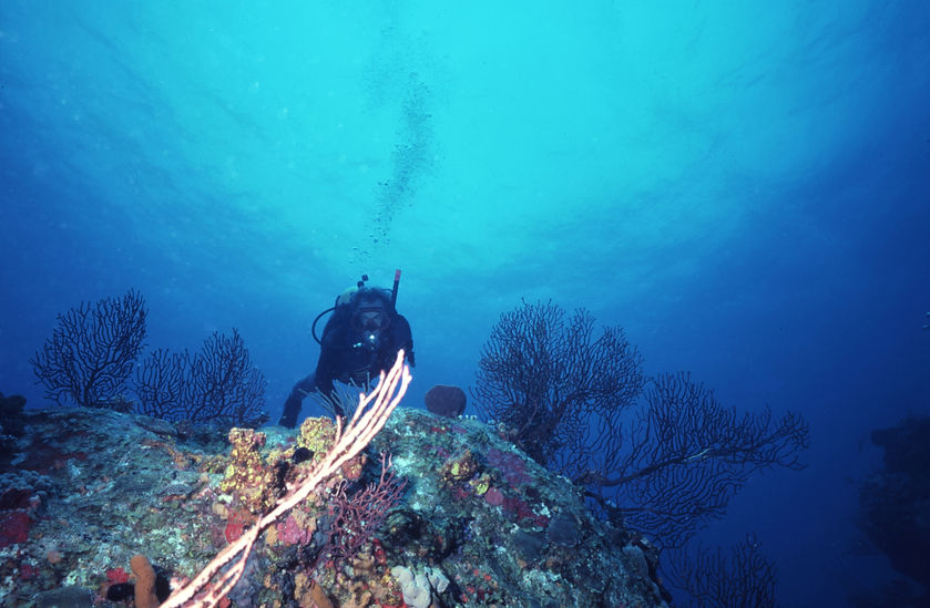 | underwater | underwater life | underwater photography | underwater world | undersea | undersea life | undersea world | florida keys | florida keys life | nature | nature photography | uw photography | diving photography | scuba diving photos | scuba diving magazine | diving magazine | coral | coral reef | sea fan | blue