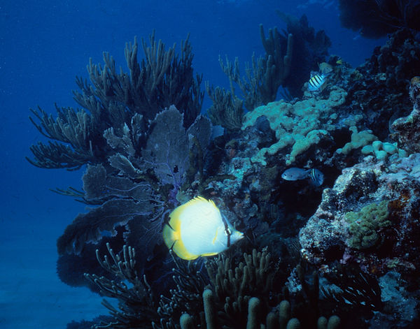 Flutter Away | a butterfly fish fluttering in the sea | underwater world | underwater photography | butterfly fish