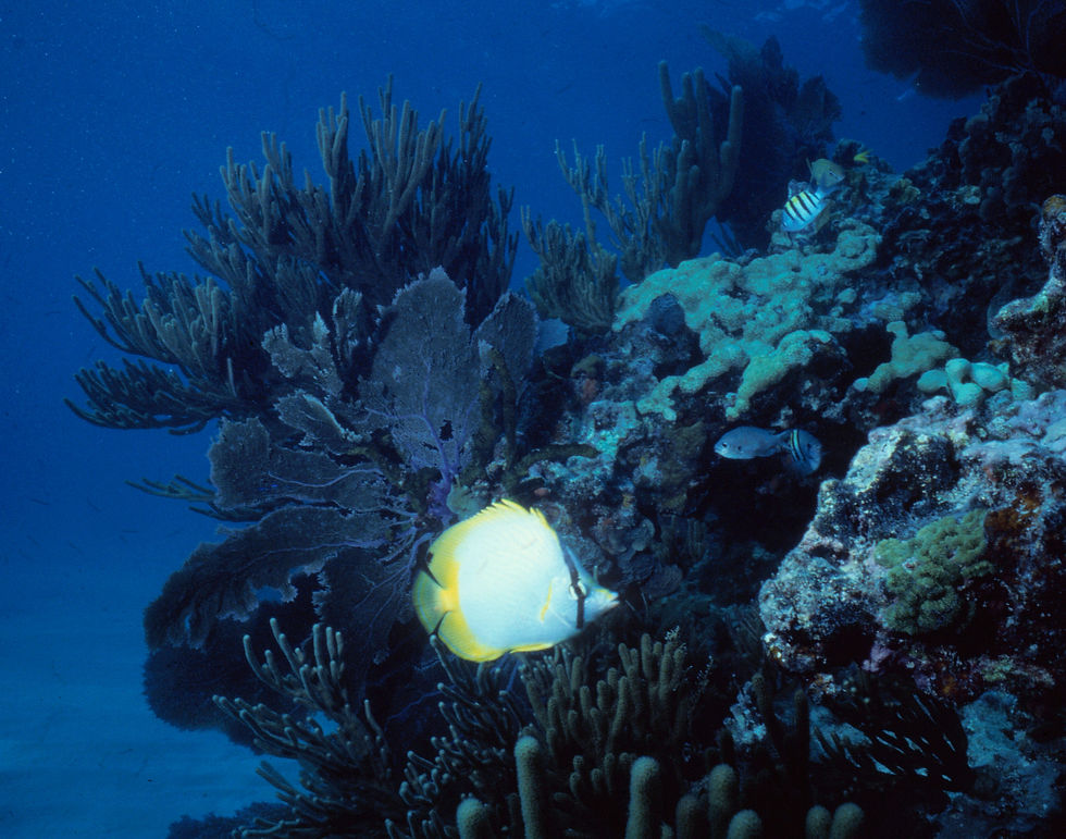 Flutter Away | a butterfly fish fluttering in the sea | underwater world | underwater photography | butterfly fish