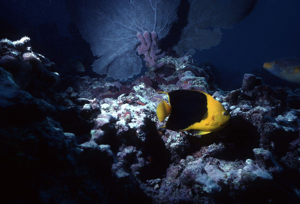 | underwater | underwater life | underwater photography | underwater world | undersea | undersea life | undersea world | florida keys | florida keys life | nature | nature photography | uw photography | diving photography | scuba diving photos | scuba diving magazine | diving magazine | coral | coral reef | diver