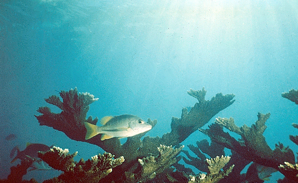 Here Comes the Sun | staghorn coral in the backdrop of a fish swimming past with sunrays pouring through the blue sea water | underwater photography | underwater world | underwater life | coral reef | staghorn coral | reef life | salt life