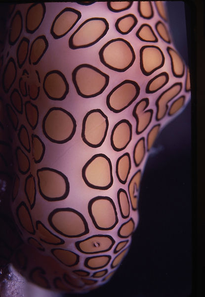 Flamingo Tongue Up Close| close-up of a flamingo tongue snail against black background |underwater | underwater life | underwater photography | underwater world | undersea | undersea life | undersea world | florida keys | florida keys life | nature | nature photography | uw photography | diving photography | scuba diving photos | scuba diving magazine | diving magazine | coral | coral reef | diver |
