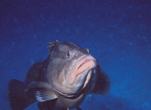 Grouper Lips |grouper head shot featuring his lips against a deep blue background| underwater | underwater life | underwater photography | underwater world | undersea | undersea life | undersea world | florida keys | florida keys life | nature | nature photography | uw photography | diving photography | scuba diving photos | scuba diving magazine | diving magazine | coral | coral reef | diver |