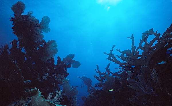 Beauty Surrounds | coral reef in the shape of a "V" with a diver exploring it | underwater photography | underwater world | underwater life | reef life | salt life