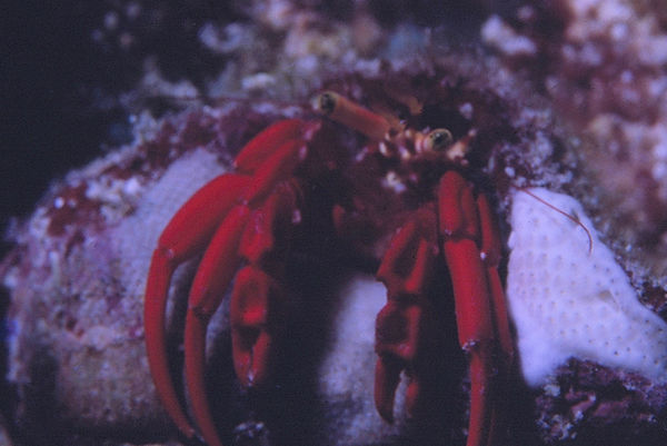 Just Hangin' Around | hermit crab hanging out of his shell taking it easy | underwater | underwater life | underwater photography | underwater world | undersea | undersea life | undersea world | florida keys | florida keys life | nature | nature photography | uw photography | diving photography | scuba diving photos | scuba diving magazine | diving magazine | coral | coral reef | diver |