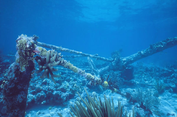 Wreck Dive, too | mst under sea with coral growing on it | underwater | underwater life | underwater photography | underwater world | undersea | undersea life | undersea world | florida keys | florida keys life | nature | nature photography | uw photography | diving photography | scuba diving photos | scuba diving magazine | diving magazine | coral | coral reef | diver |