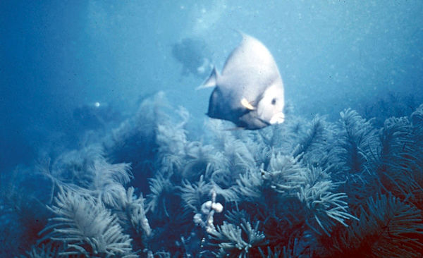 Grey Angel | a grey angel fish enjoying the reef with two divers in the background | underwater photography | underwater world | reef life