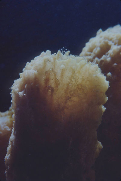 Tiny Life| Close-up of beige sponges with tiny polyps with deep blue background | underwater | underwater life | underwater photography | underwater world | undersea | undersea life | undersea world | florida keys | florida keys life | nature | nature photography | uw photography | diving photography | scuba diving photos | scuba diving magazine | diving magazine | coral | coral reef | diver |
