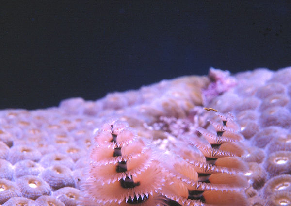 Christmas Tree Lights| Pink and peach christmas tree worms on coral with lights | underwater | underwater life | underwater photography | underwater world | undersea | undersea life | undersea world | florida keys | florida keys life | nature | nature photography | uw photography | diving photography | scuba diving photos | scuba diving magazine | diving magazine | coral | coral reef | diver |