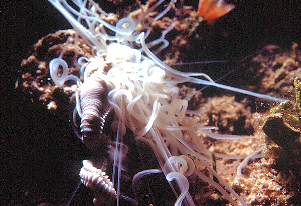 It's a Mystery | an image of an anemone with an octopus or starfish eating it on the coral reef? | underwater photography | underwater world | underwater life | anemone | octopus | starfish | coral reef | reef life | salt life