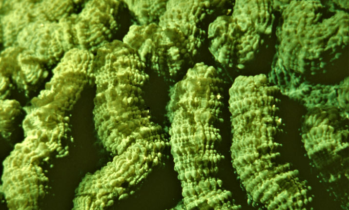 | underwater | underwater life | underwater photography | underwater world | undersea | undersea life | undersea world | florida keys | florida keys life | nature | nature photography | uw photography | diving photography | scuba diving photos | scuba diving magazine | diving magazine | coral reef | sea star | starfish | green