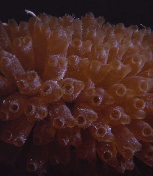 Dust? | close up of polyps in beiges against dark background | underwater | underwater life | underwater photography | underwater world | undersea | undersea life | undersea world | florida keys | florida keys life | nature | nature photography | uw photography | diving photography | scuba diving photos | scuba diving magazine | diving magazine | coral | coral reef | diver |
