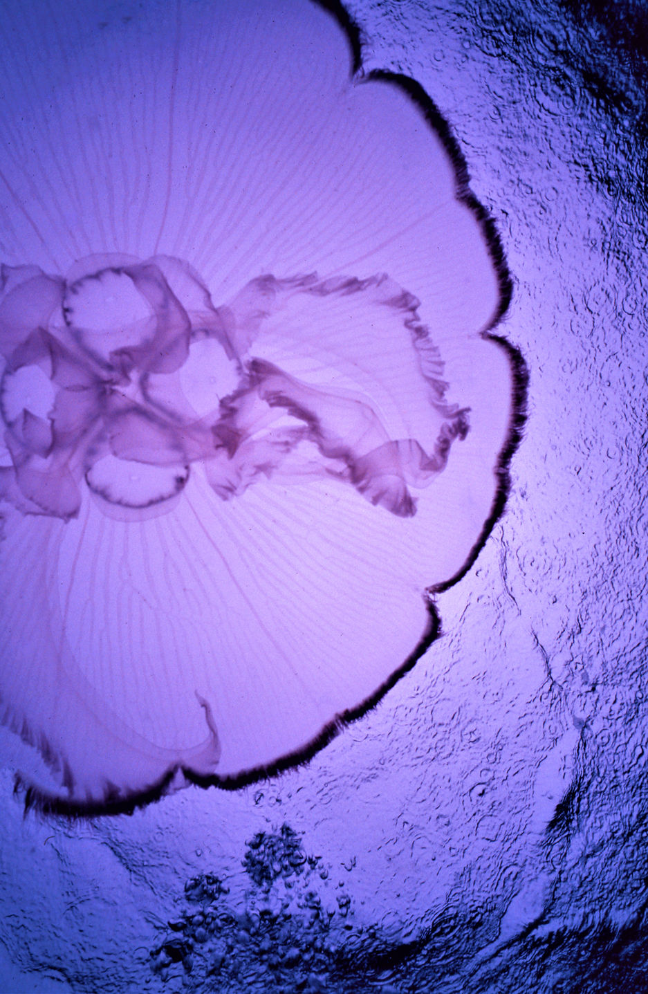 Dangerous Beauty | Jelly Fish || underwater | underwater life | underwater photography | underwater world | undersea | undersea life | undersea world | florida keys | florida keys life | nature | nature photography | uw photography | diving photography | scuba diving photos | scuba diving magazine | diving magazine Coral Reef |