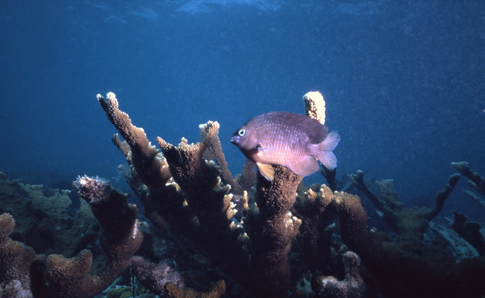 | underwater | underwater life | underwater photography | underwater world | undersea | undersea life | undersea world | florida keys | florida keys life | nature | nature photography | uw photography | diving photography | scuba diving photos | scuba diving magazine | diving magazine | coral | coral reef