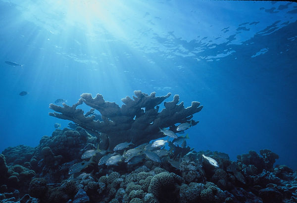 Staghorn Majesty| staghorn coral in sunlight beams with a school of fish| underwater | underwater life | underwater photography | underwater world | undersea | undersea life | undersea world | florida keys | florida keys life | nature | nature photography | uw photography | diving photography | scuba diving photos | scuba diving magazine | diving magazine | coral | coral reef | diver |