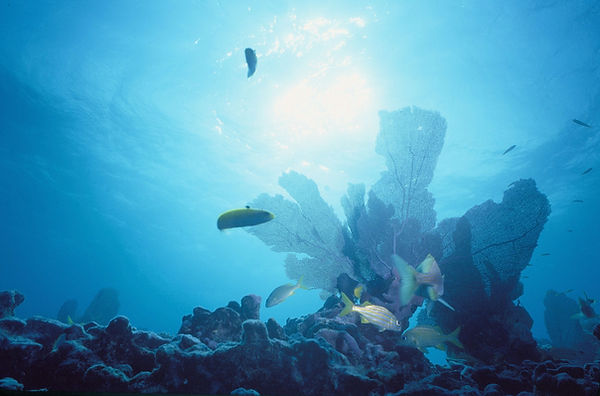 Sea Fan Again? | Sea Fan with sun halo and tropical fish| underwater | underwater life | underwater photography | underwater world | undersea | undersea life | undersea world | florida keys | florida keys life | nature | nature photography | uw photography | diving photography | scuba diving photos | scuba diving magazine | diving magazine | coral | coral reef | diver |