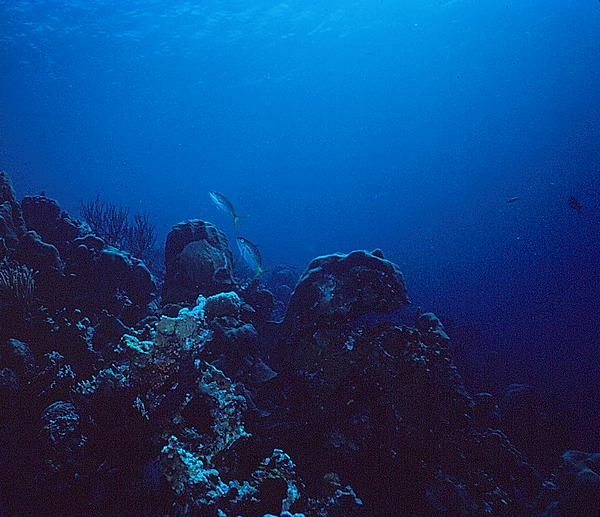 Coral Canyon | A couple of fish exploring a coral canyon | underwater photography | underwater world | underwater life | reef life | salt life