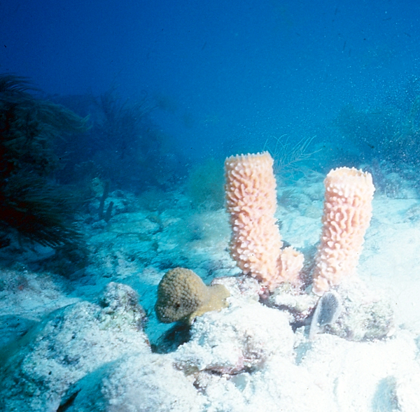 A still life of the reef's tube sponges and white sand | underwater photography | underwater world | underwater life | tube sponges | coral reef | reef life | salt life