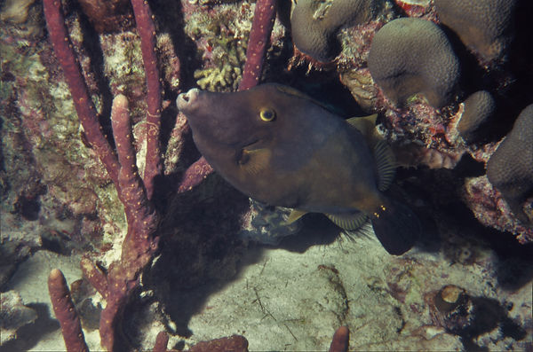 Oh, You're Here | underwater | underwater life | underwater photography | underwater world | undersea | undersea life | undersea world | florida keys | florida keys life | nature | nature photography | uw photography | diving photography | scuba diving photos | scuba diving magazine | diving magazine | coral | coral reef | diver |