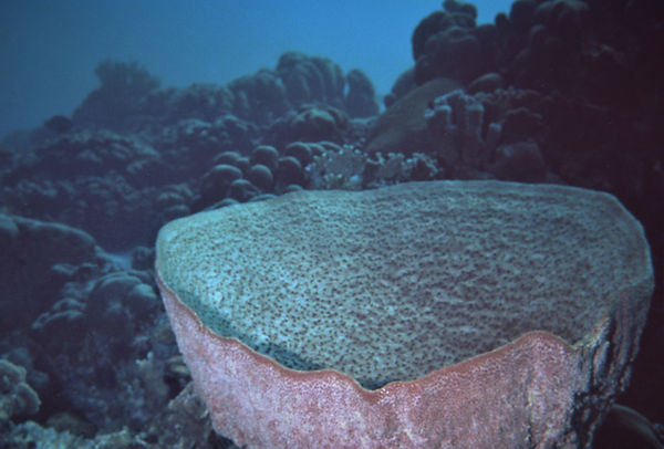 Barrel Sponge | underwater | underwater life | underwater photography | underwater world | undersea | undersea life | undersea world | florida keys | florida keys life | nature | nature photography | uw photography | diving photography | scuba diving photos | scuba diving magazine | diving magazine | coral | coral reef | diver |