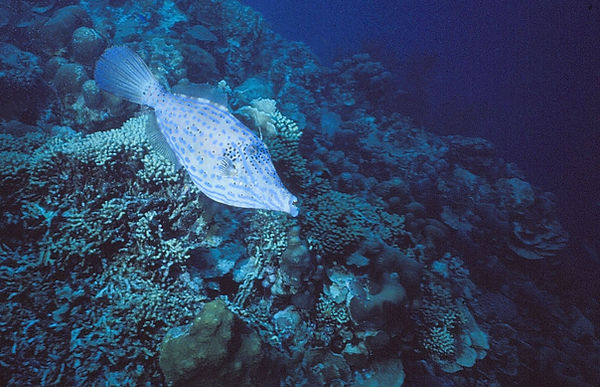 Scrawled Filefish | scrawled filefish on the coral reef || underwater | underwater life | underwater photography | underwater world | undersea | undersea life | undersea world | florida keys | florida keys life | nature | nature photography | uw photography | diving photography | scuba diving photos | scuba diving magazine | diving magazine | coral | coral reef | diver |