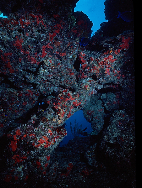 Reef | a beautiful coral reef formation with windows of the sea | underwater photography | underwater world | reef life