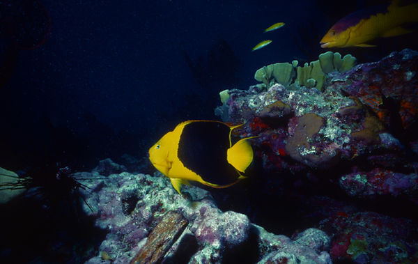 Reef Life, too | underwater | underwater life | underwater photography | underwater world | undersea | undersea life | undersea world | florida keys | florida keys life | nature | nature photography | uw photography | diving photography | scuba diving photos | scuba diving magazine | diving magazine | coral | coral reef | diver |
